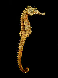 A naturally mummified seahorse